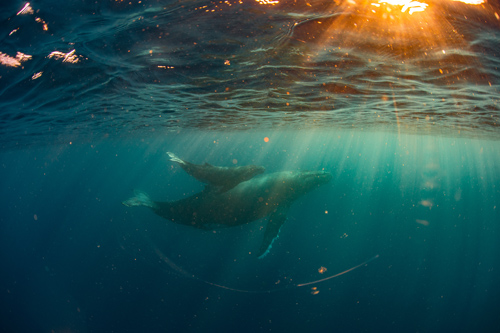 whale underwater scene